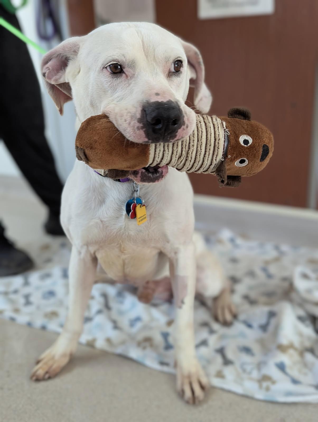 Marshall, Senior Male unknown