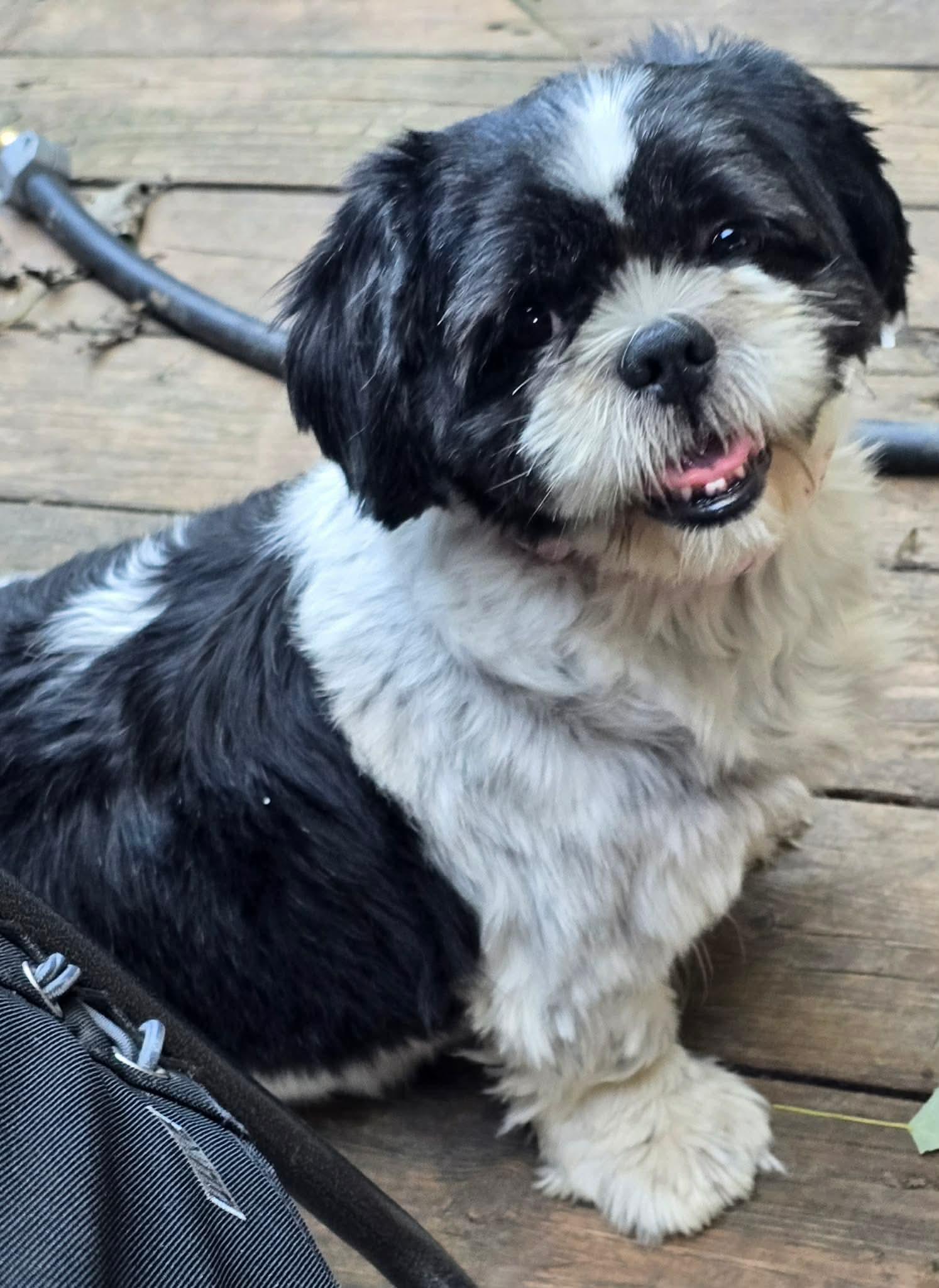 Enlarge Daphne, a Adopted Shih Tzu in hinckley, IL image 1/2