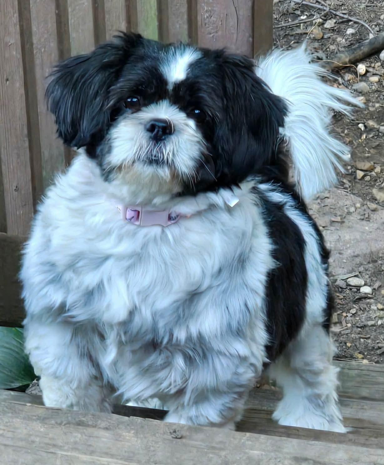 Enlarge Daphne, a Adopted Shih Tzu in hinckley, IL image 2/2