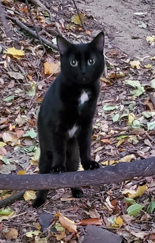 Enlarge Luna, an adopted American Shorthair in North Bergen, NJ image 1/1