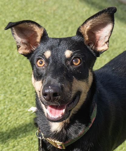 Enlarge Shenanigans, a Adoptable mixed breed in Encinitas, CA image 1/1
