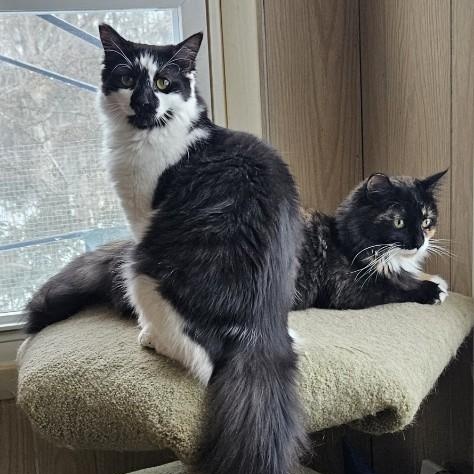 Jaclyn & Farrah, Adoptable, Young Female Domestic Long Hair.