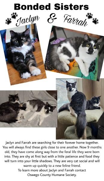 Enlarge Jaclyn & Farrah, a Adoptable Domestic Long Hair in Oswego, NY image 6/6