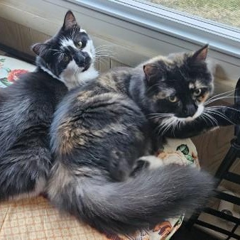 Enlarge Jaclyn & Farrah, a Adoptable Domestic Long Hair in Oswego, NY image 5/6