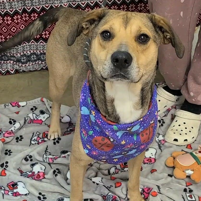 Century, ADOPTABLE, Adult Female Mixed Breed.