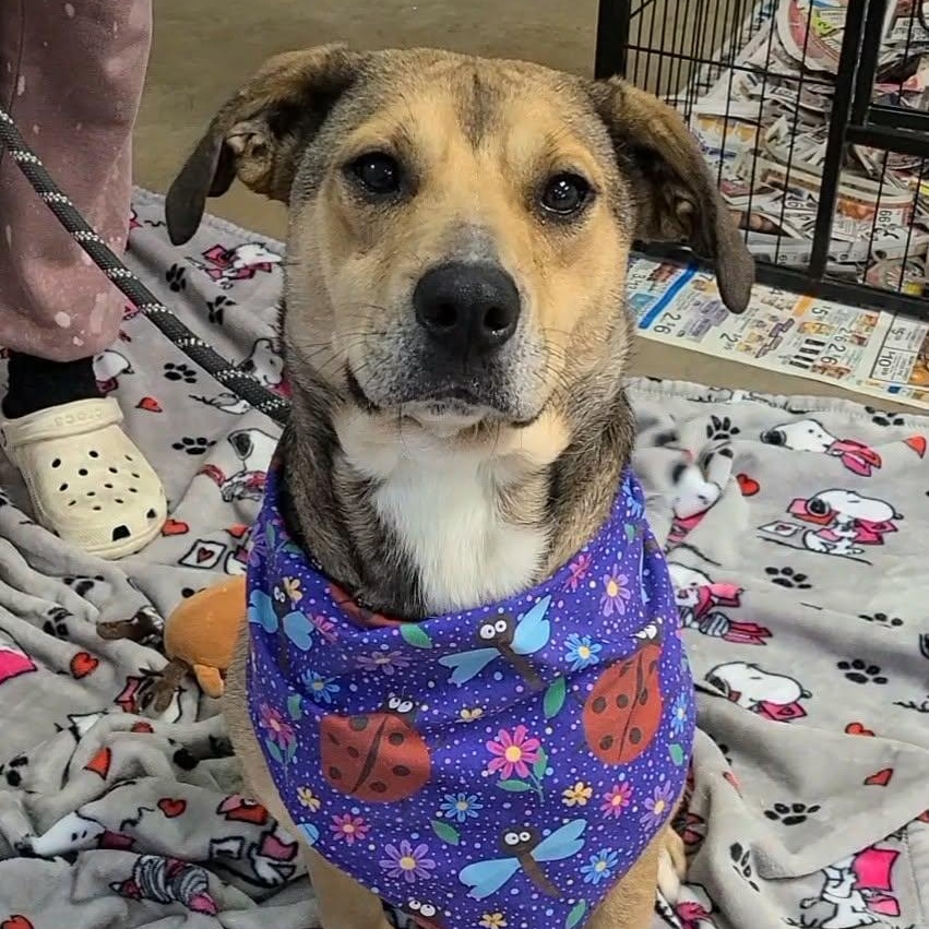 Enlarge Century, a ADOPTABLE Mixed Breed in Woolwich, ME image 4/5