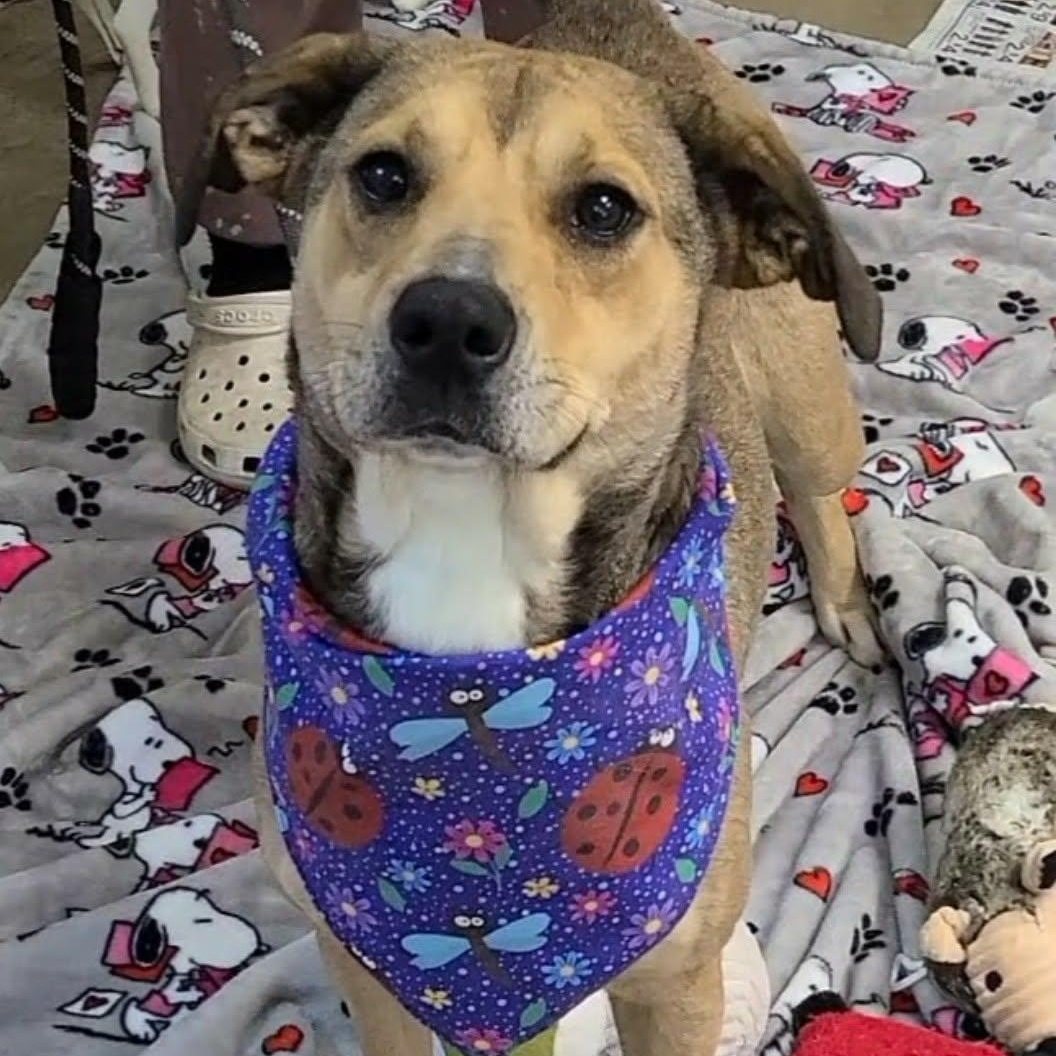 Enlarge Century, a ADOPTABLE Mixed Breed in Woolwich, ME image 2/5