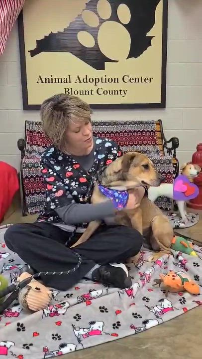 Enlarge Century, a ADOPTABLE Mixed Breed in Woolwich, ME video 3/5