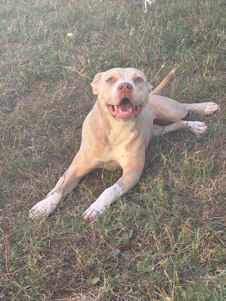 Divine, Adopted, Adult Female Mixed Breed.