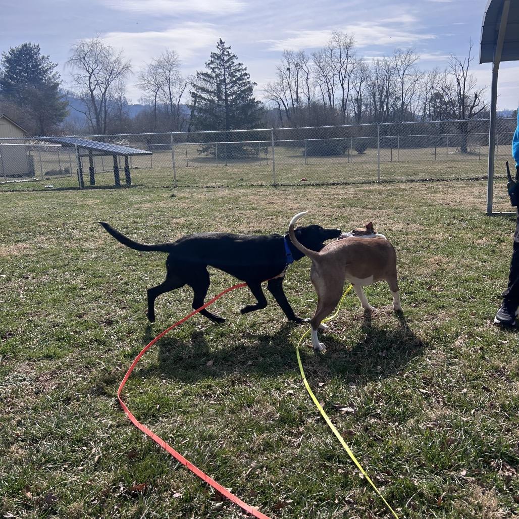 Jaxon, Adoptable, Young Male Mixed Breed.