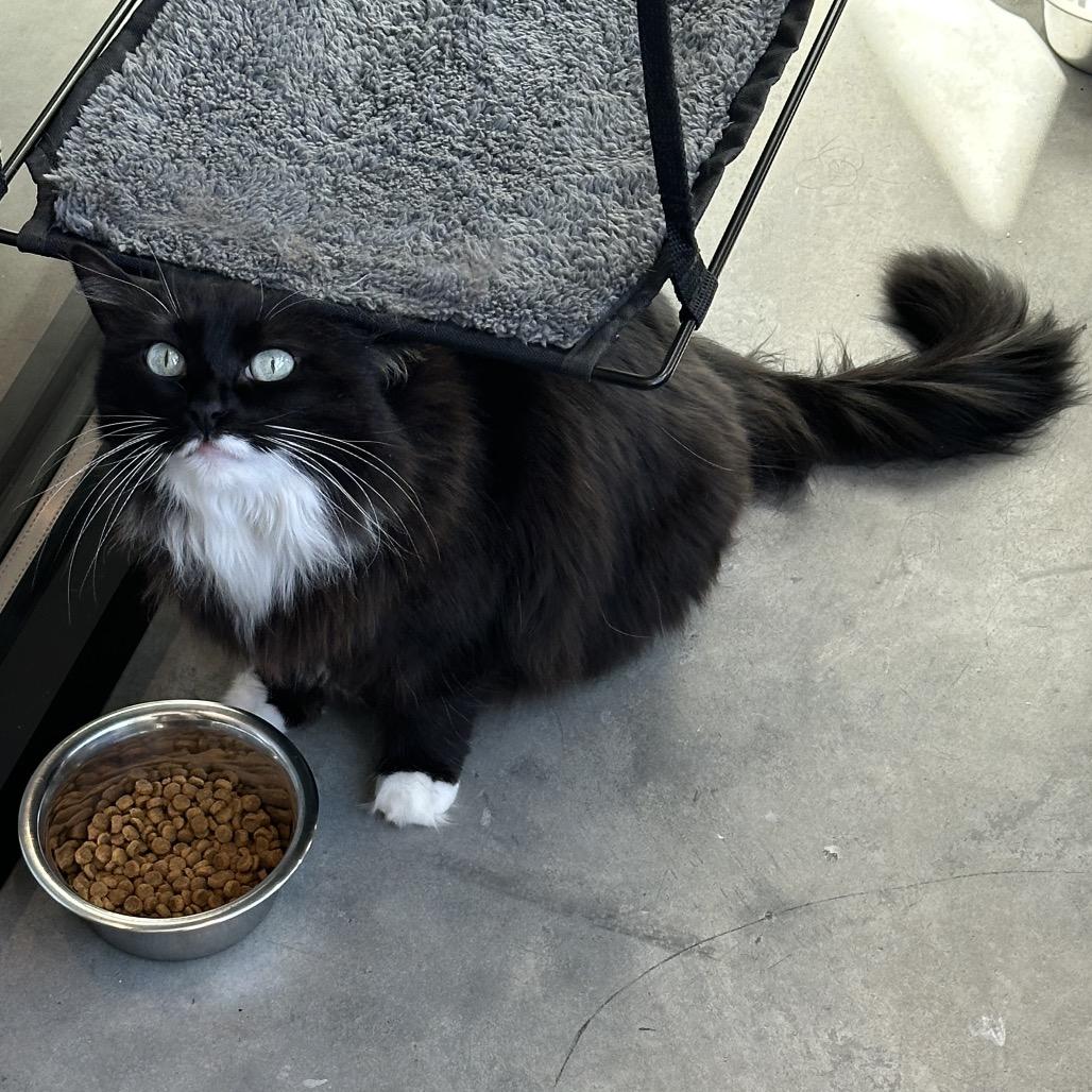 Mia, Adoptable, Adult Female Domestic Long Hair.