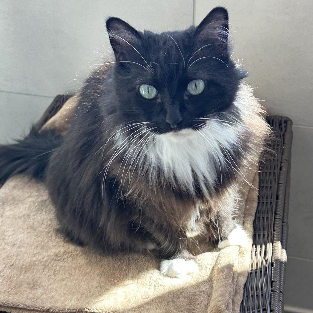 Enlarge Mia, a Adoptable Domestic Long Hair in Hailey, ID image 2/6