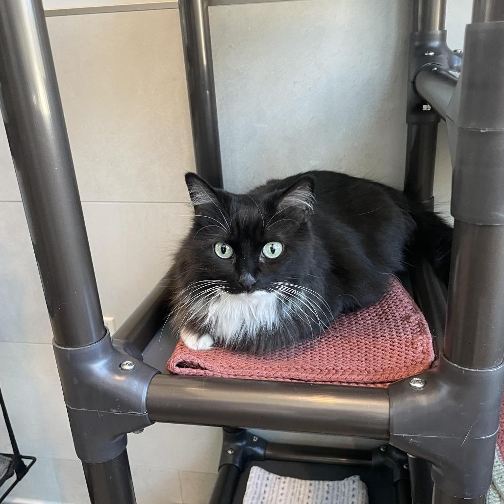 Enlarge Mia, a Adoptable Domestic Long Hair in Hailey, ID image 3/6