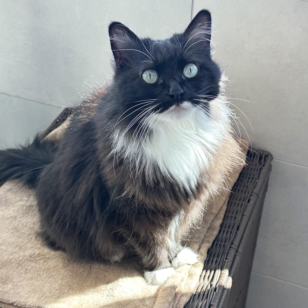 Enlarge Mia, a Adoptable Domestic Long Hair in Hailey, ID image 4/6