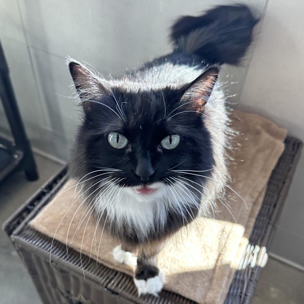 Enlarge Mia, a Adoptable Domestic Long Hair in Hailey, ID image 5/6