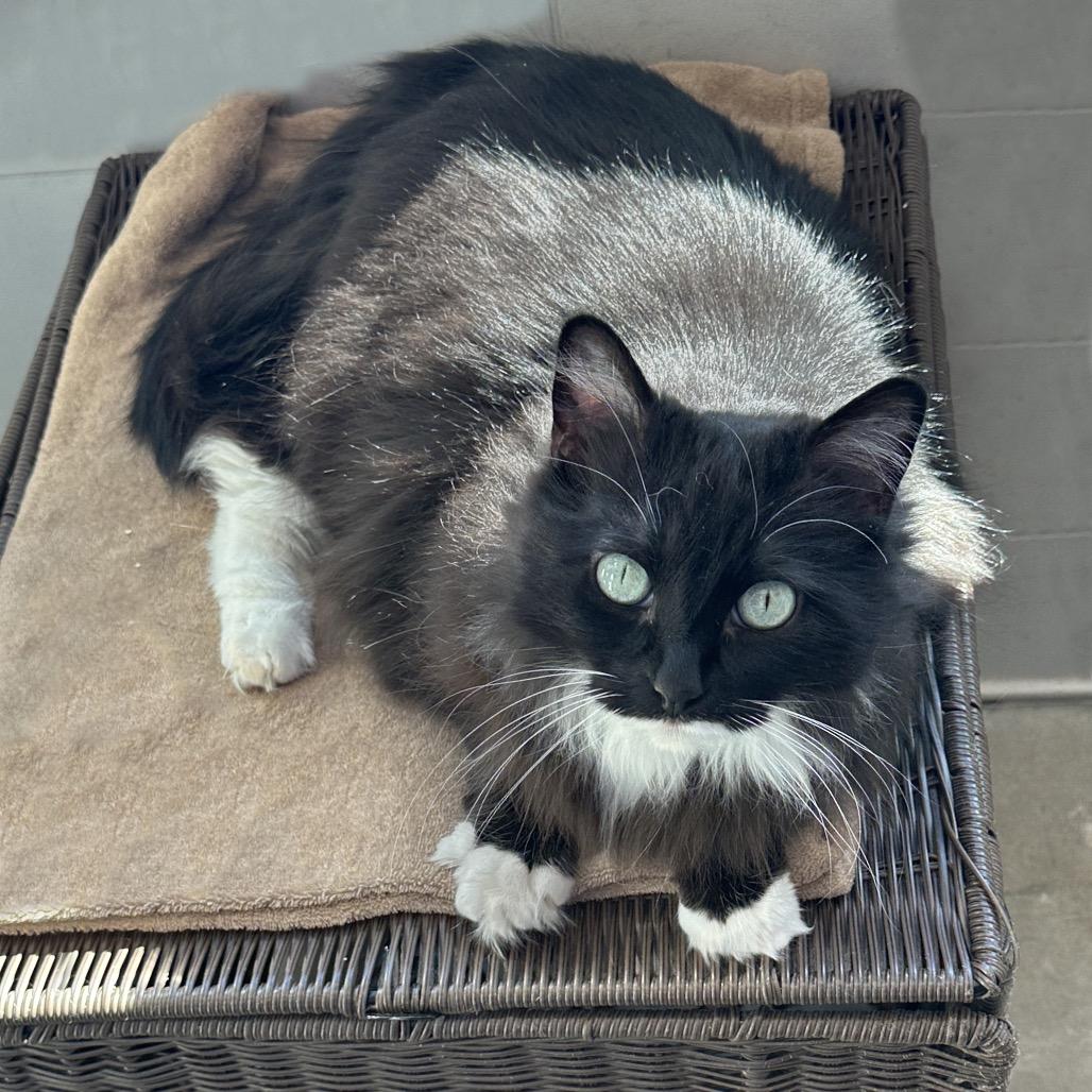 Enlarge Mia, a Adoptable Domestic Long Hair in Hailey, ID image 6/6