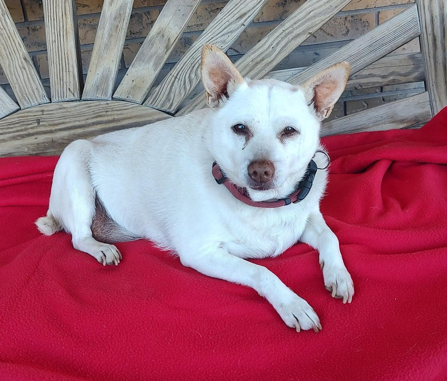 Chip, Adoptable, Senior Male Chihuahua.