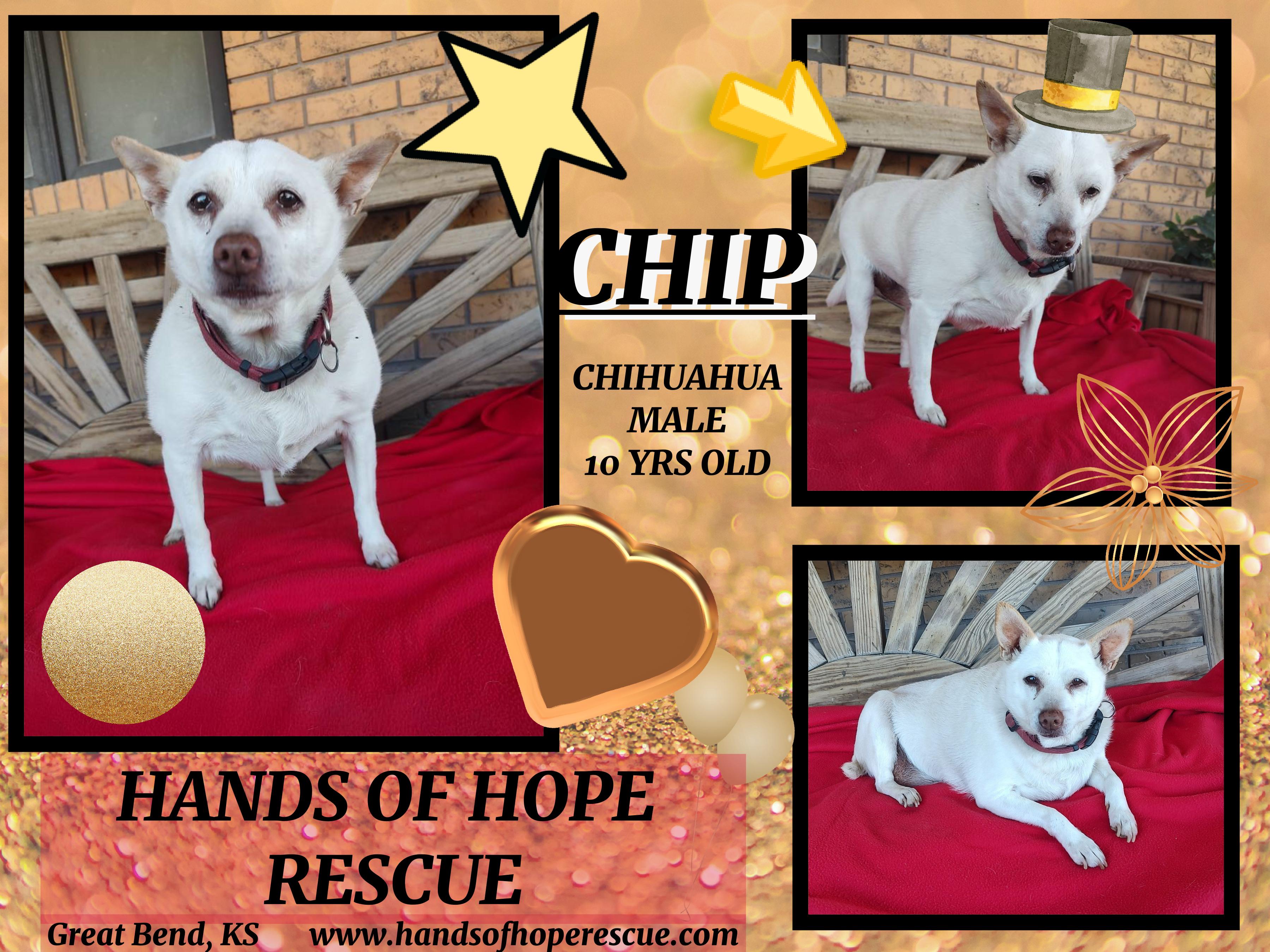 Chip, an adoptable Chihuahua in Great Bend, KS, 67530 | Photo Image 1