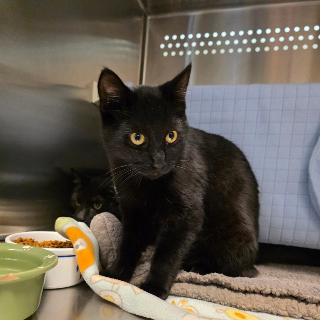 Enlarge Doofy, a Adoptable Domestic Short Hair in Port Townsend, WA image 1/4