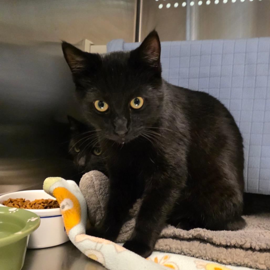 Enlarge Doofy, a Adoptable Domestic Short Hair in Port Townsend, WA image 2/4