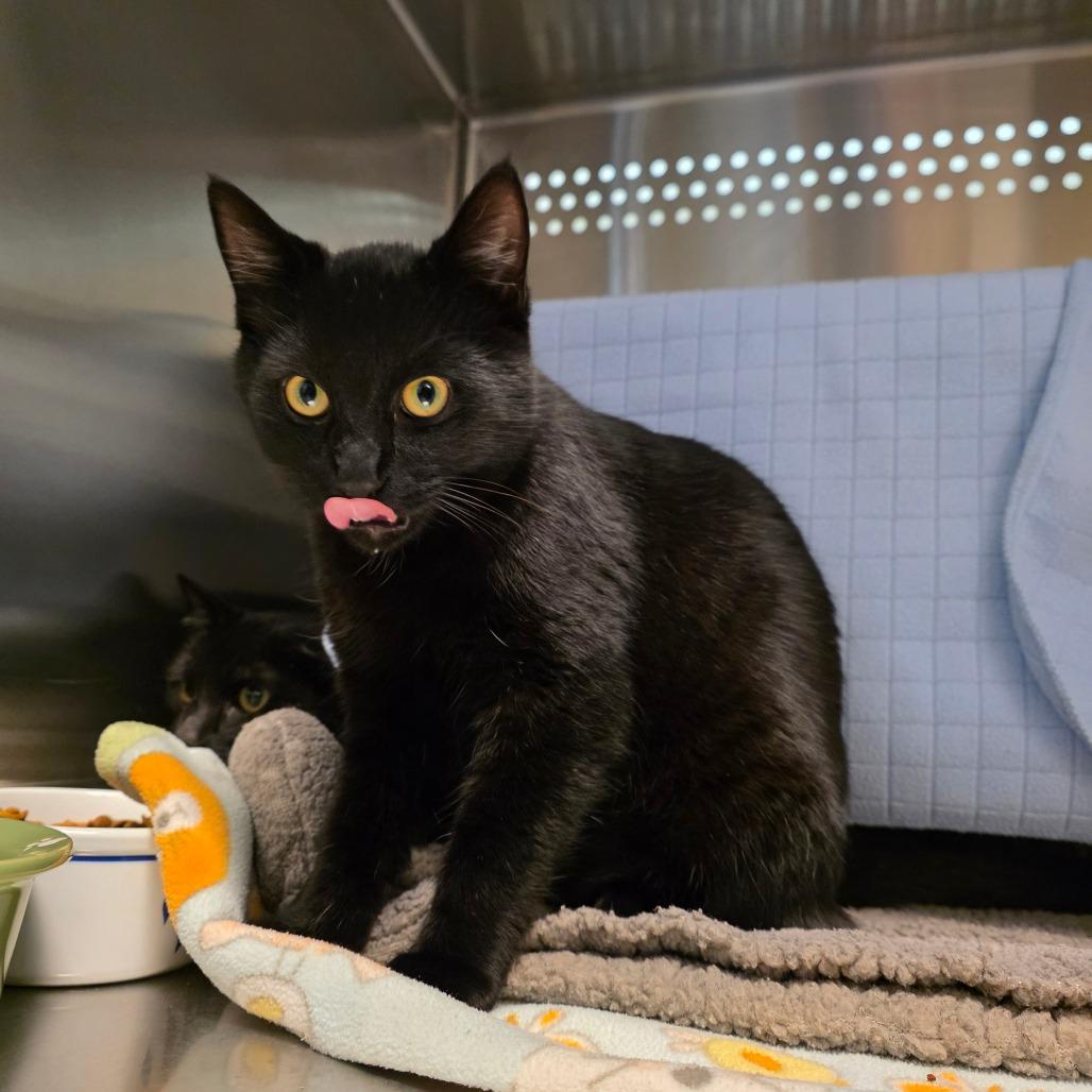 Enlarge Doofy, a Adoptable Domestic Short Hair in Port Townsend, WA image 3/4