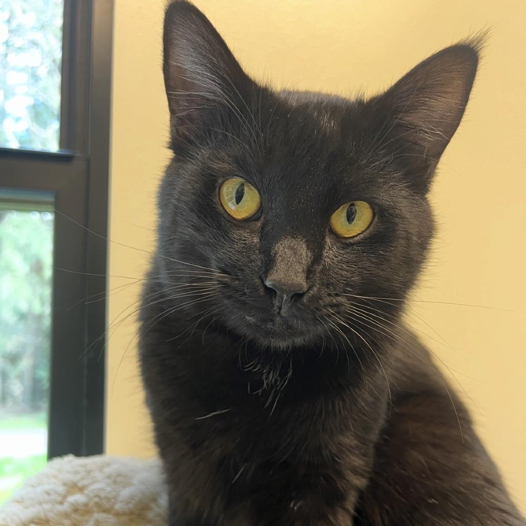 Enlarge Doofy, a Adoptable Domestic Short Hair in Port Townsend, WA image 4/4