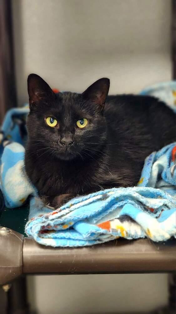 Luna (Mom), Adoptable, Adult Female Domestic Short Hair.