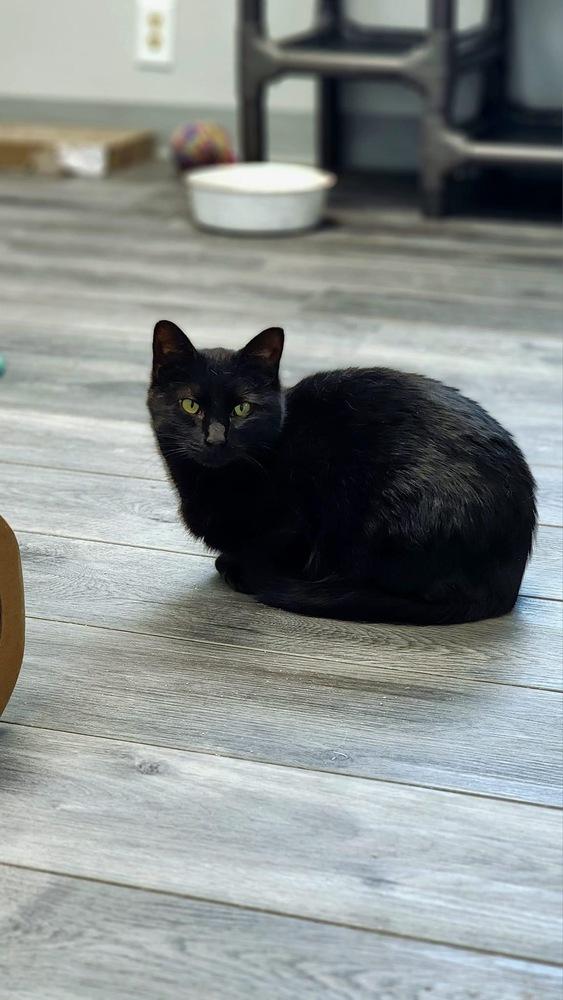 Luna (Mom), a Adoptable mixed breed in Mishawaka, IN image 2/6