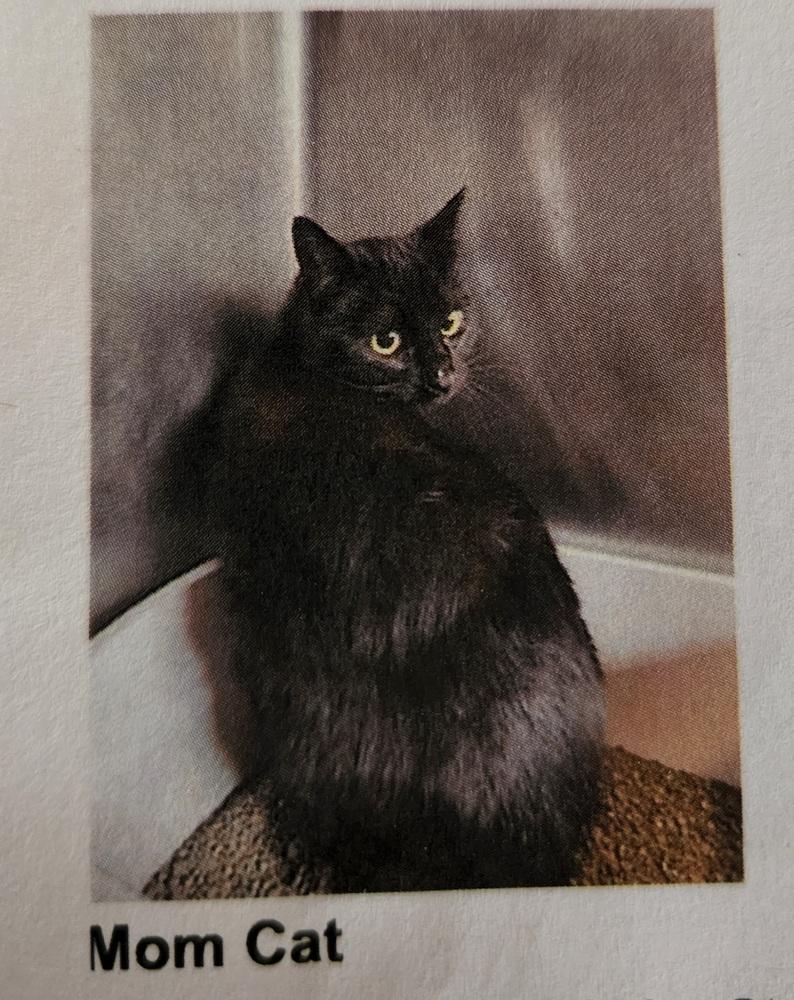 Luna (Mom), a Adoptable mixed breed in Mishawaka, IN image 3/6