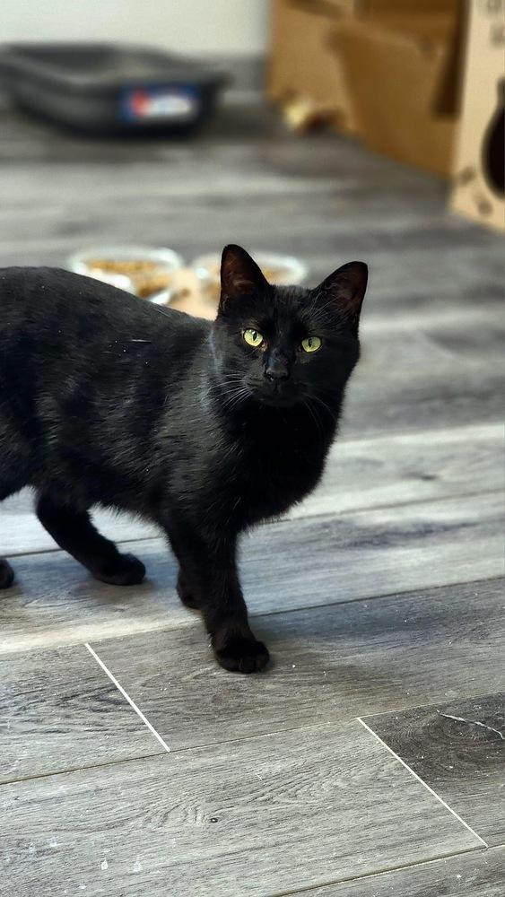 Luna (Mom), a Adoptable mixed breed in Mishawaka, IN image 4/6