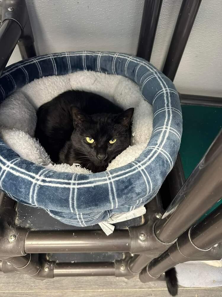 Luna (Mom), a Adoptable mixed breed in Mishawaka, IN image 5/6