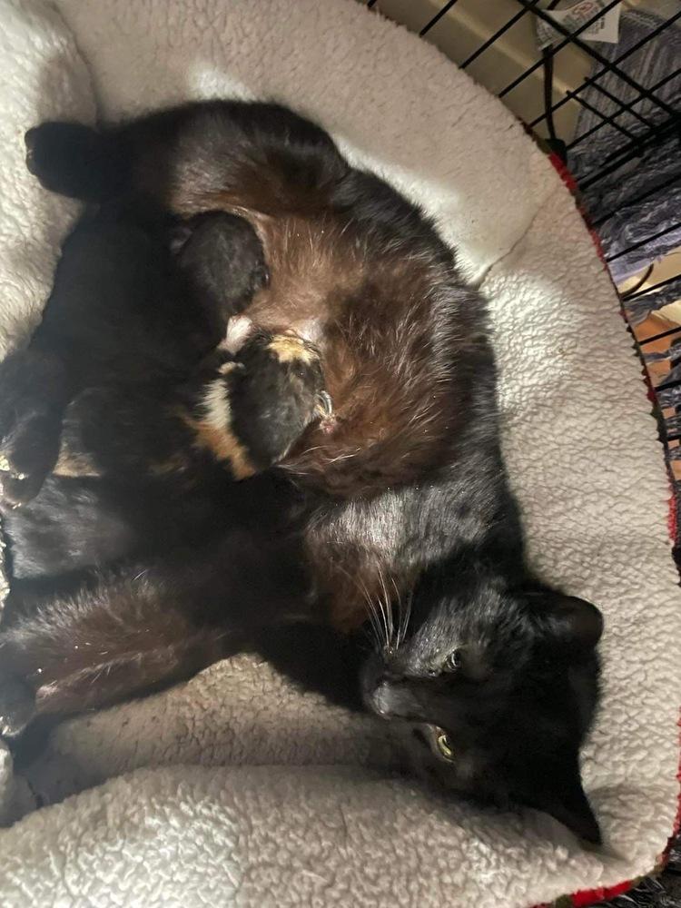 Luna (Mom), a Adoptable mixed breed in Mishawaka, IN image 6/6