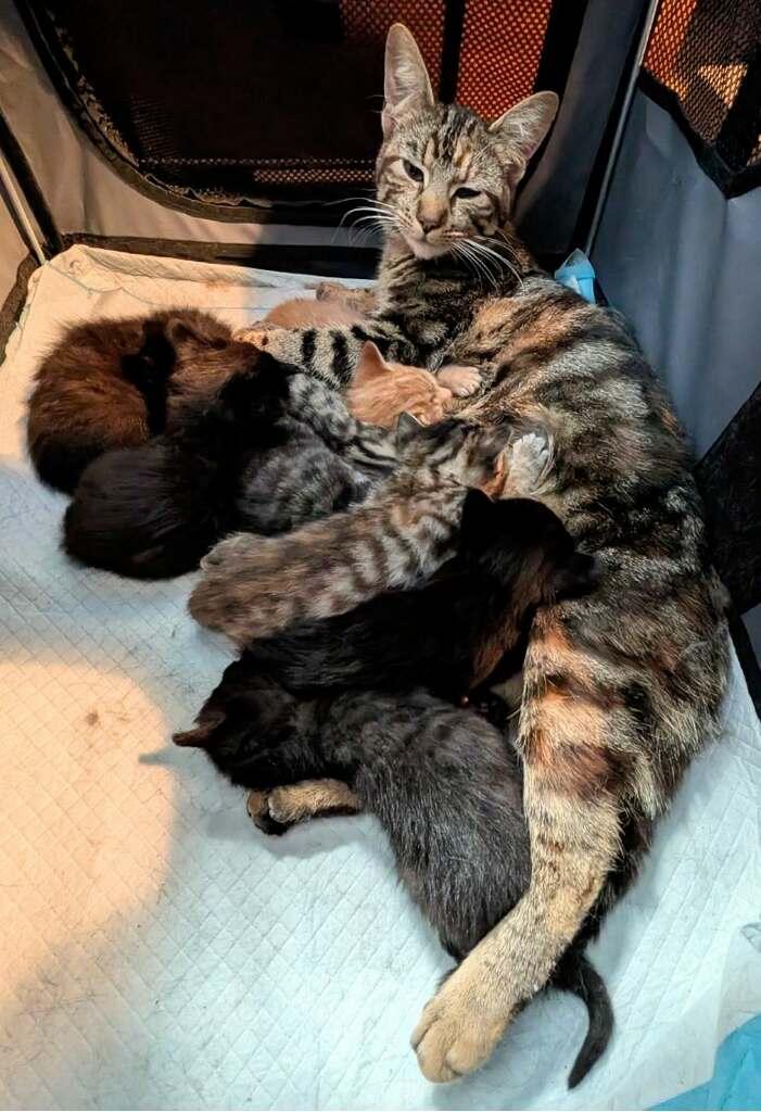 Kitten Fosters Needed, a ADOPTABLE mixed breed in San Jose, CA image 3/3