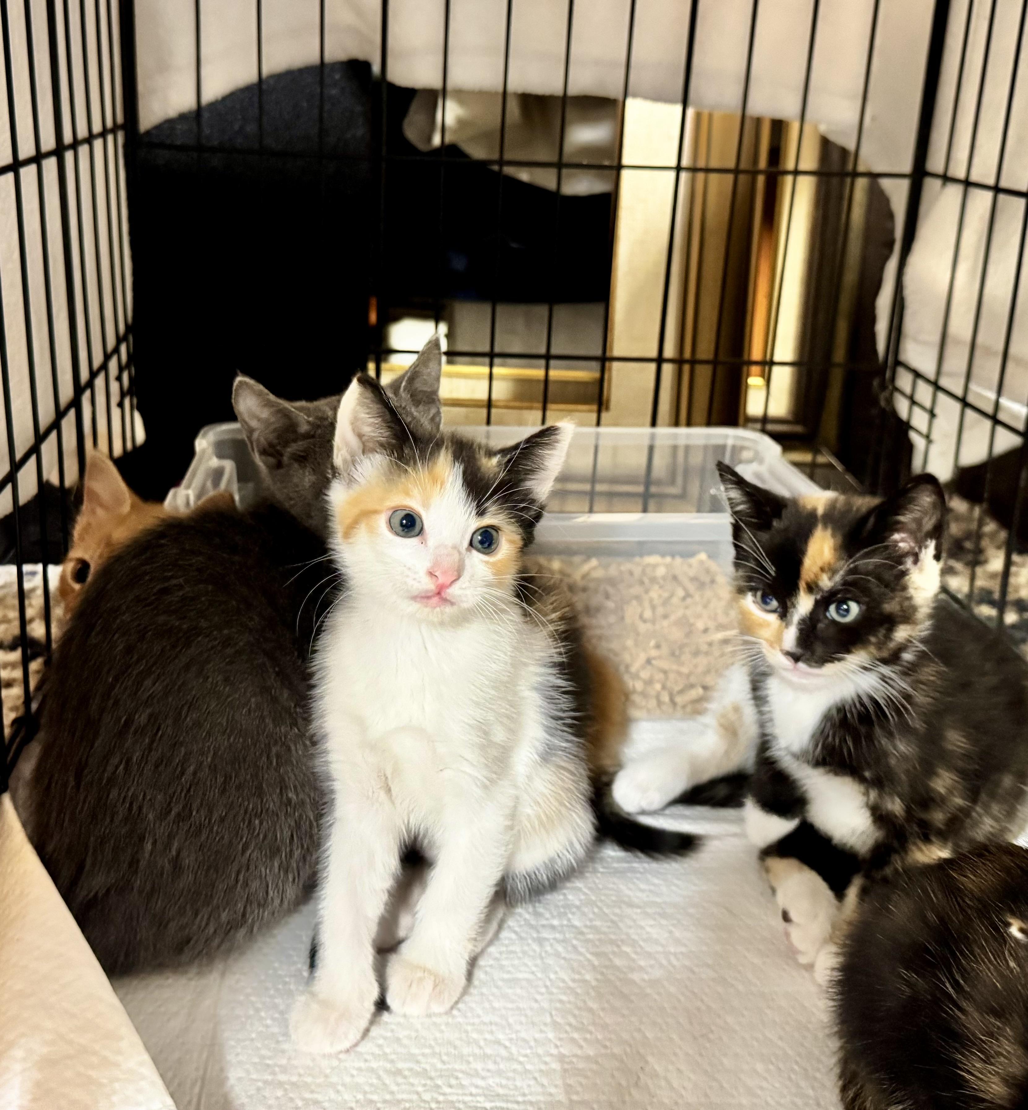 Kitten Fosters Needed, a ADOPTABLE mixed breed in San Jose, CA image 2/3