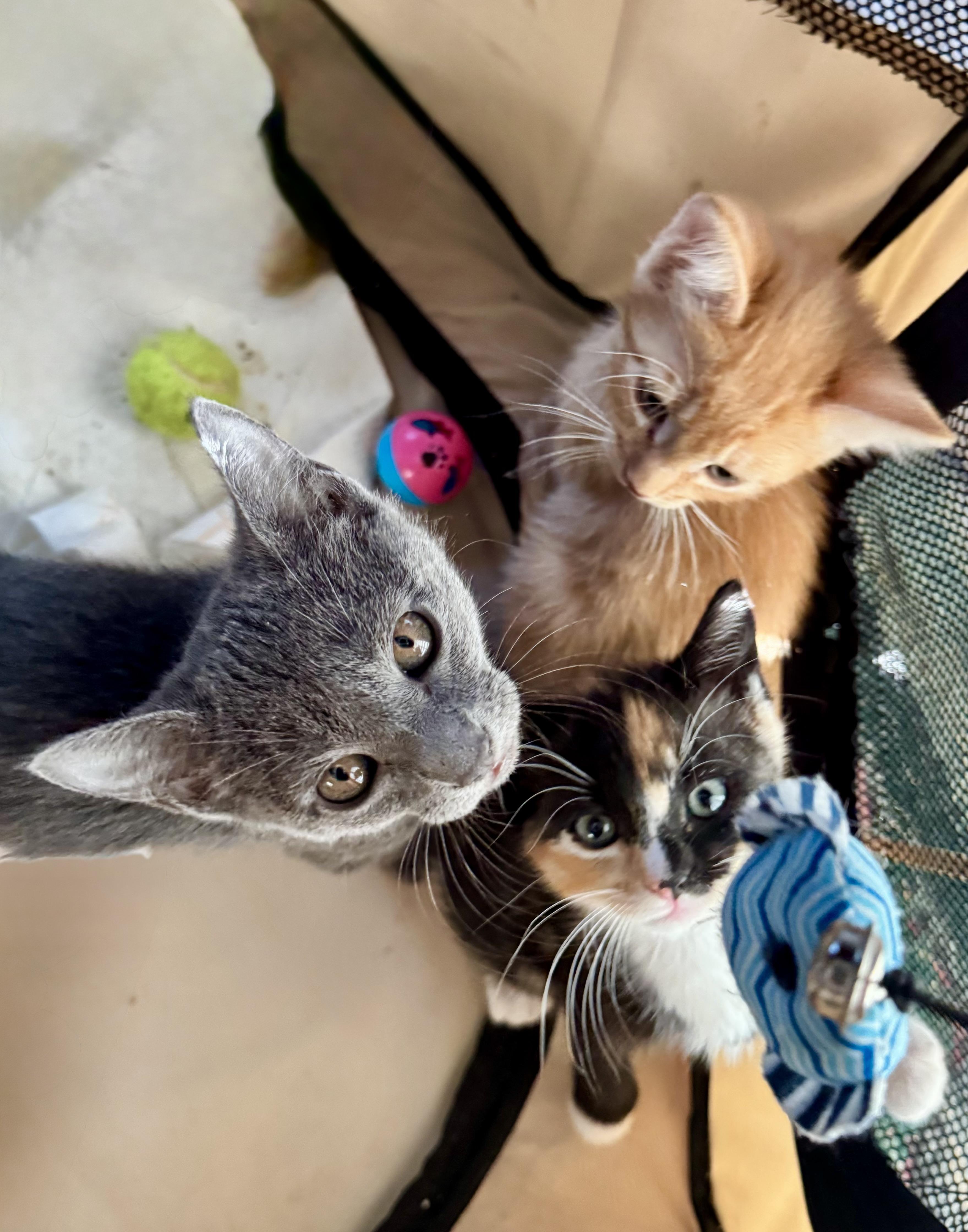 Kitten Fosters Needed, a ADOPTABLE mixed breed in San Jose, CA image 1/3