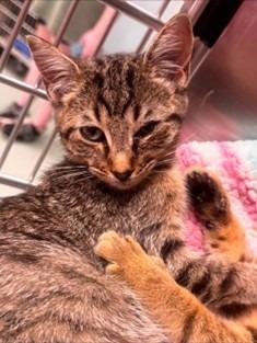 Dash, Adoptable, Kitten Male Domestic Short Hair.