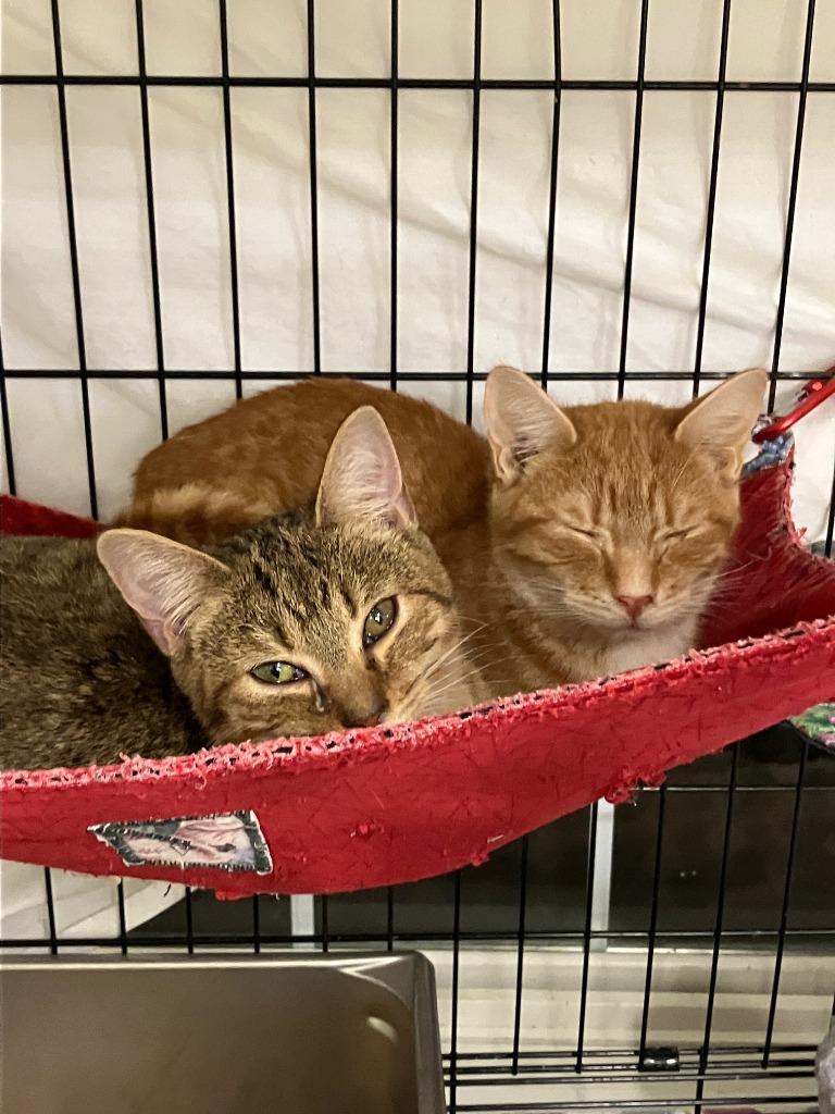 Dash, a Adoptable mixed breed in Lunenburg, MA image 2/2