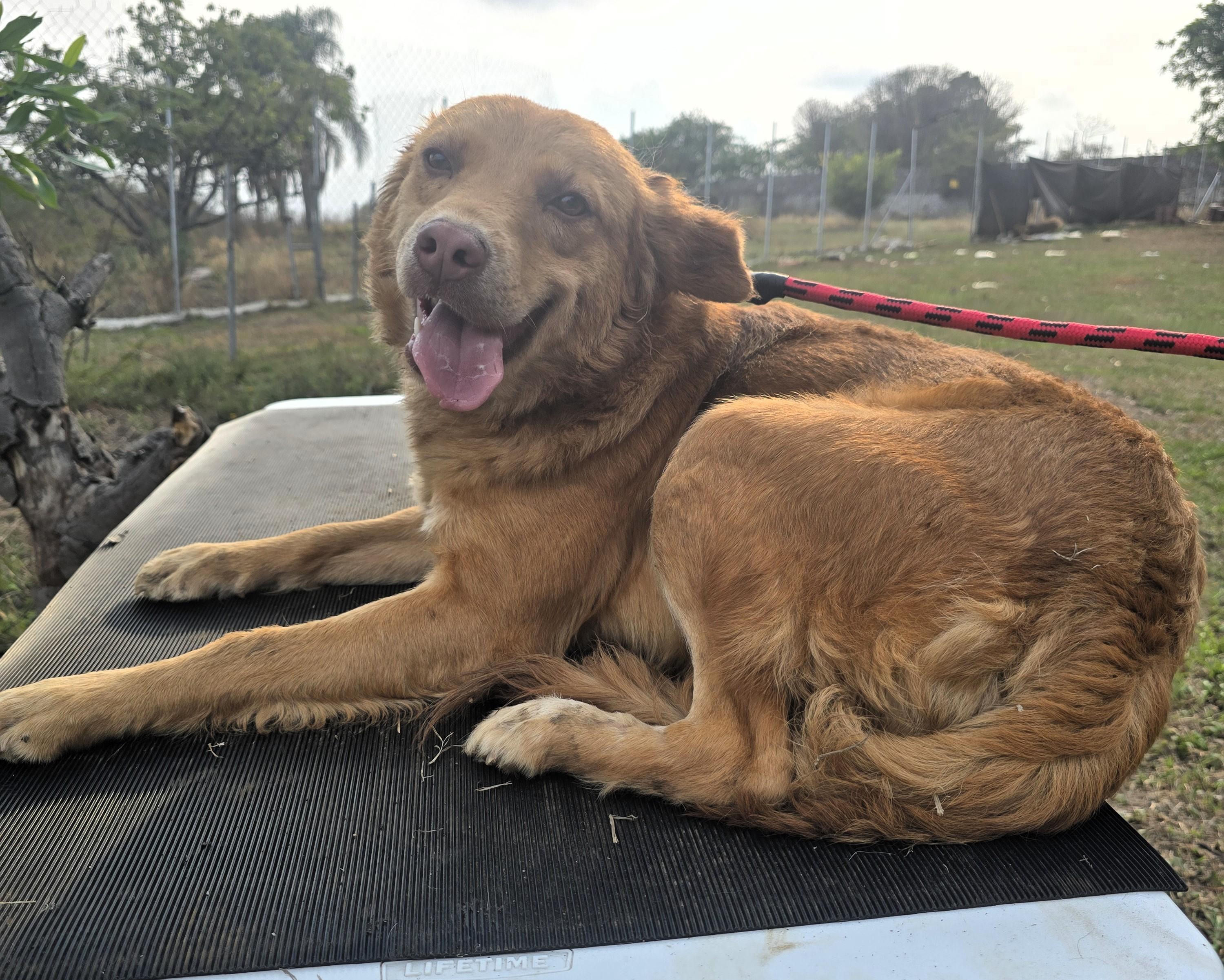 Lenny, a ADOPTABLE mixed breed in San Francisco, CA image 3/3