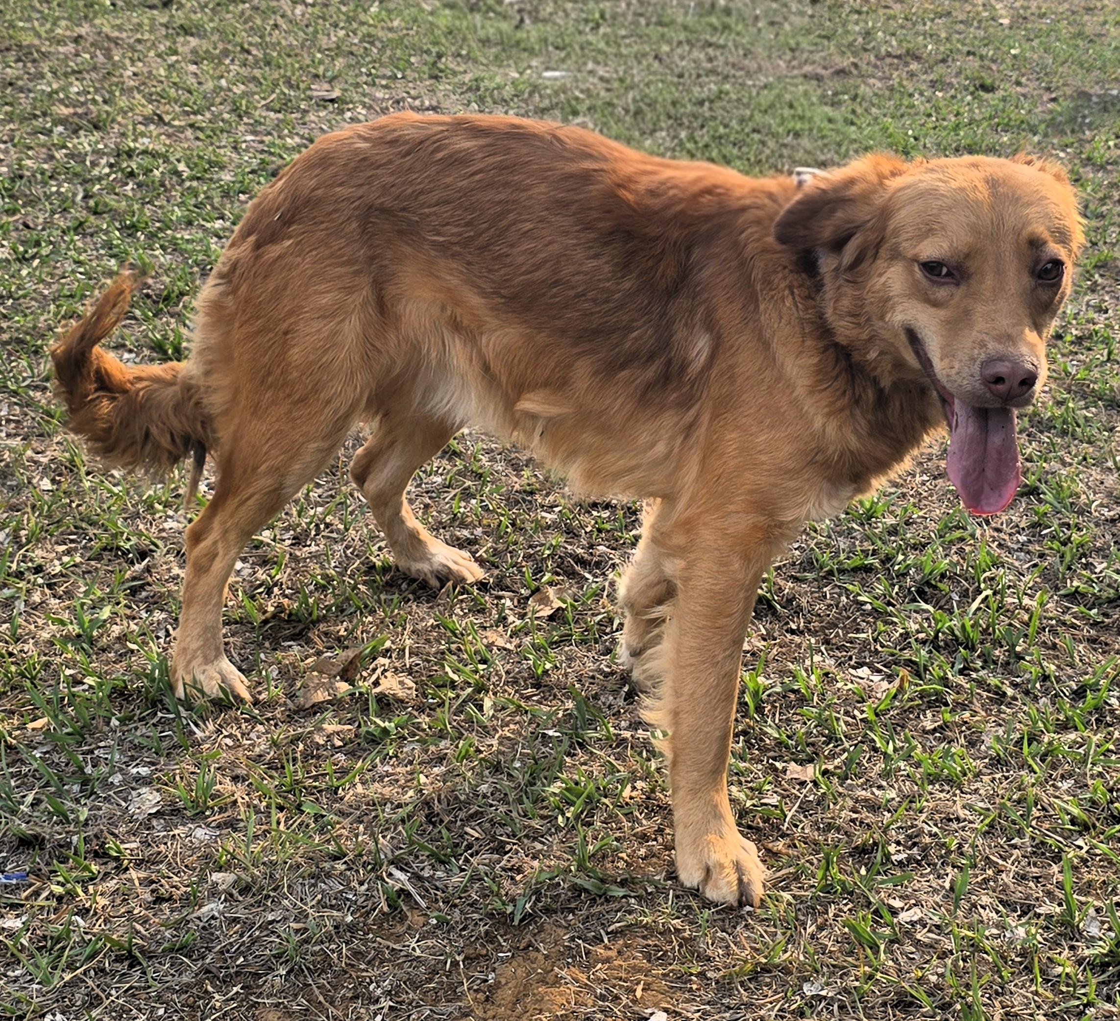 Lenny, a ADOPTABLE mixed breed in San Francisco, CA image 2/3