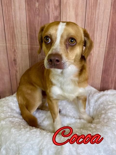 Enlarge Cocoa, a ADOPTABLE Chihuahua in Comfort, TX image 1/1