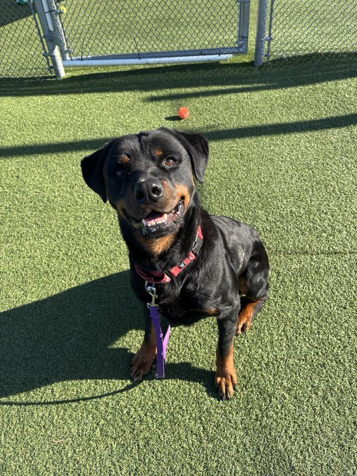Enlarge Monte, an adopted mixed breed in Cleveland, OH image 1/3