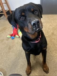 Enlarge Monte, an adopted mixed breed in Cleveland, OH image 3/3
