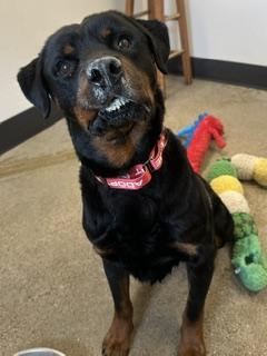 Enlarge Monte, an adopted mixed breed in Cleveland, OH image 2/3