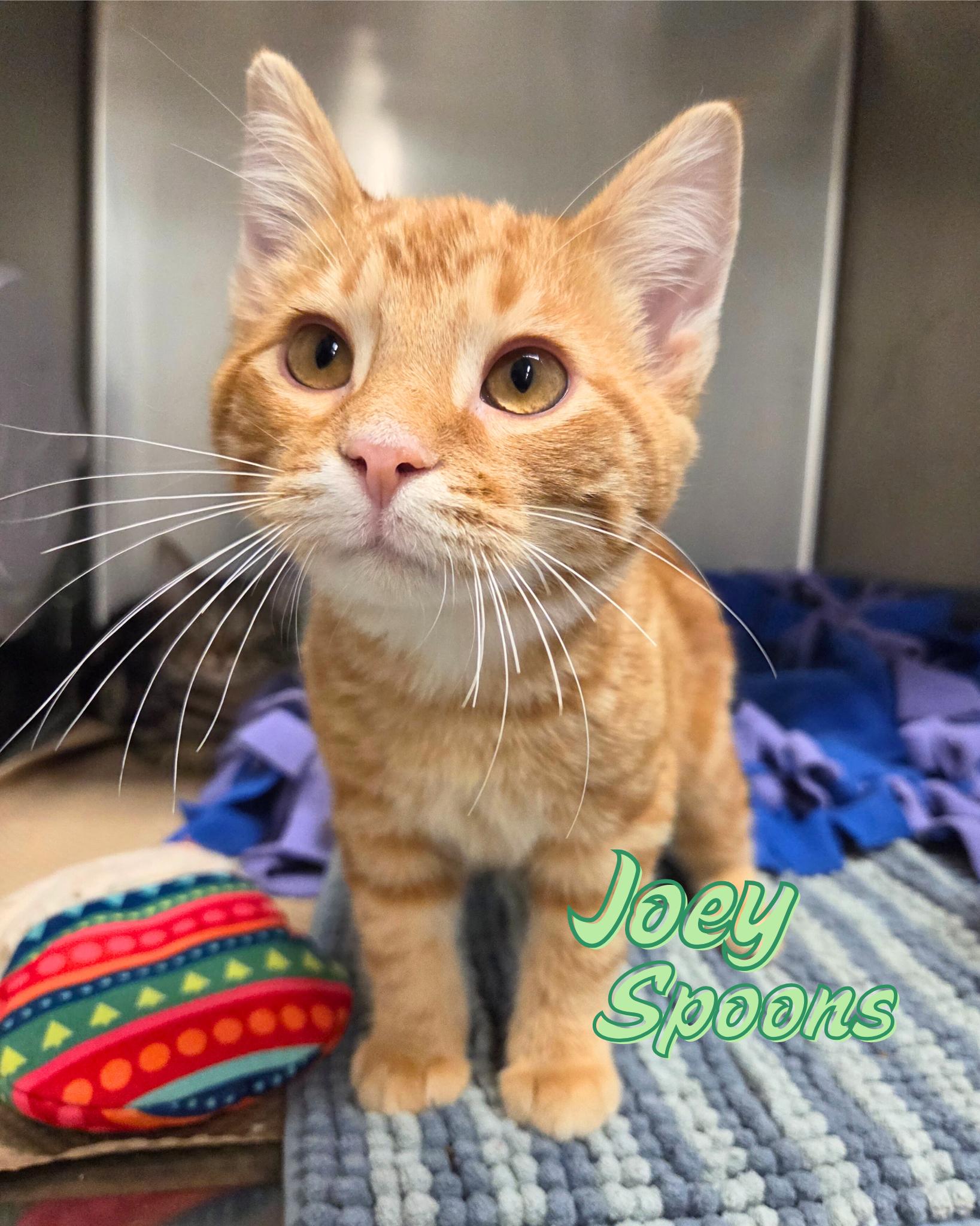 Joey Spoons