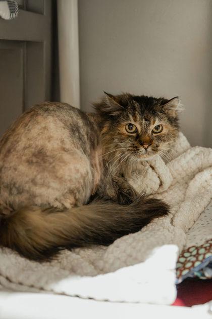 Coco, ADOPTABLE, Senior Female Domestic Long Hair.