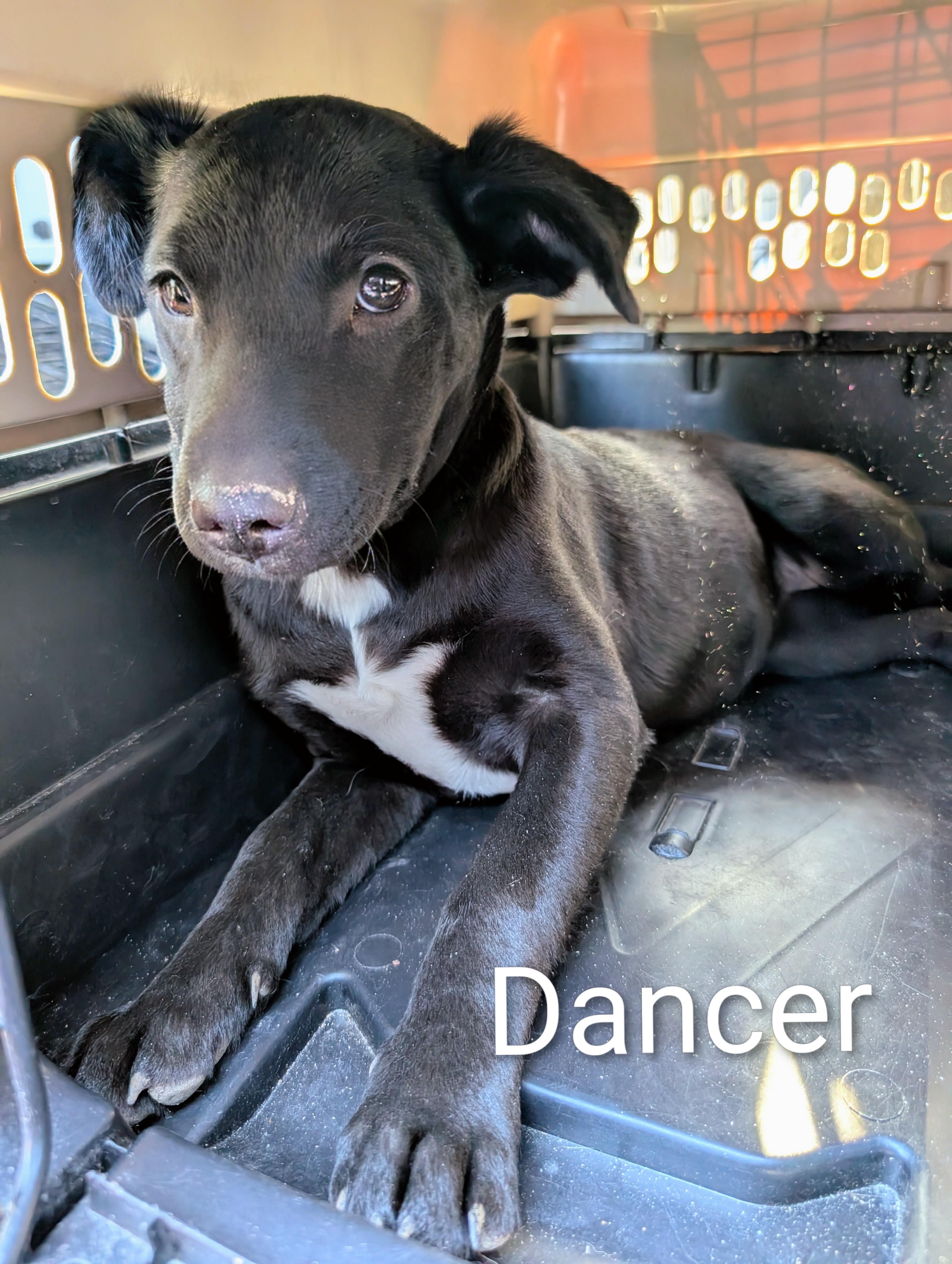 Enlarge dancer , a ADOPTABLE mixed breed in Saint David, AZ image 1/1