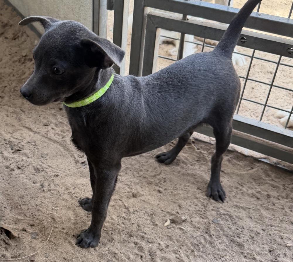 Enlarge Ellie, a Adoptable mixed breed in Seguin, TX image 1/2