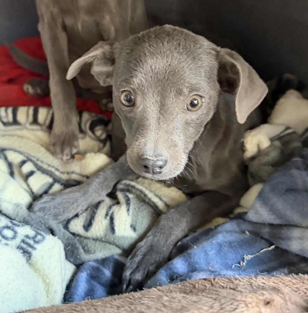 Ellie, Adoptable, Puppy Female Terrier.