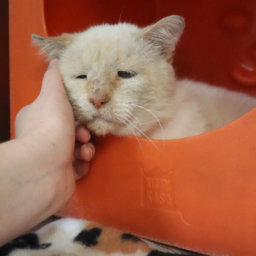 Moose, a Adoptable Domestic Short Hair in Waukesha, WI image 2/5
