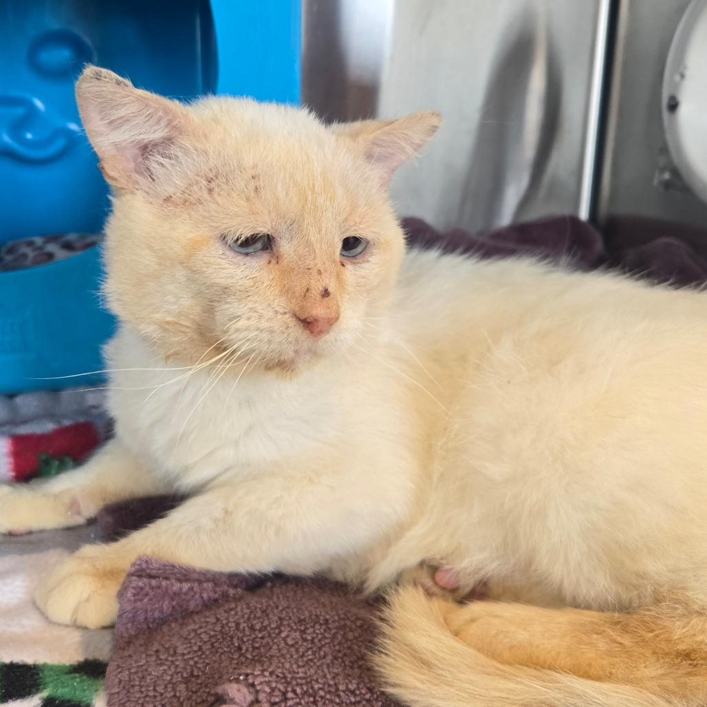 Enlarge Moose, a Adoptable Domestic Short Hair in Waukesha, WI image 1/1